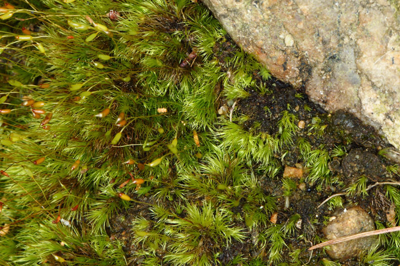 Dicranella heteromalla